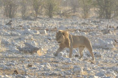 white lion in etosha national park, namibia, africa