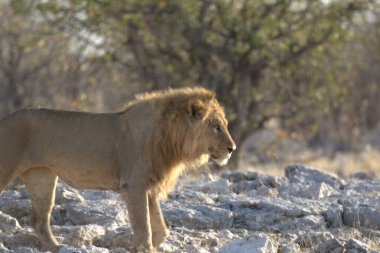Vahşi doğada Etoşa namibya aslanı
