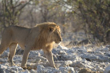 Afrika aslanı (panthera leo )