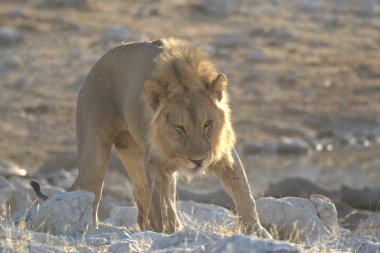 Kenya savanındaki aslan