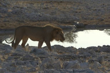 Kruger Park 'taki Afrika aslanı.