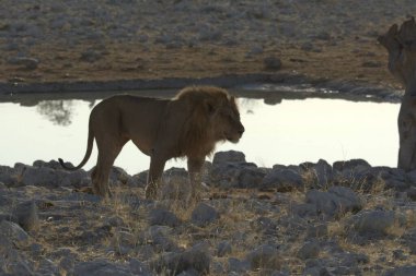 Etoşa Ulusal Parkı 'ndaki aslan Namibya, Afrika