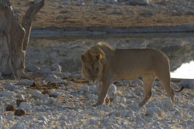 Namsha Çölü 'ndeki Etoşa Ulusal Parkı' nda beyaz bir aslan