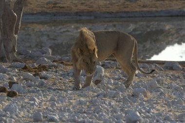 Zimbabwe savanındaki aslan.