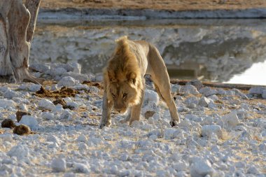 Bir beyaz ayının yakın plan çekimi.