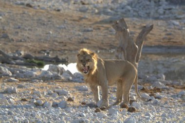 Afrika 'daki Etoşa Ulusal Parkı' nda aslan.