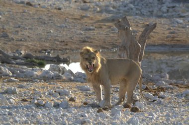 Beyaz aslan vahşi doğada
