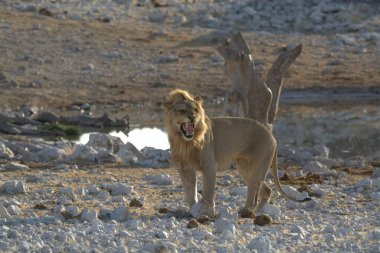 Savanada yerde yürüyen bir aslan.