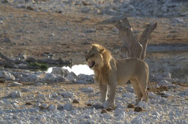 Sahildeki aslan.
