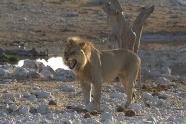 Etoşa Ulusal Parkı, Namibya, Afrika 'da dişi aslan..