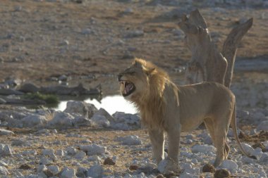 Aslan (panthera leo), namibya