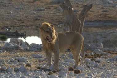 Hayvanat bahçesindeki aslan.