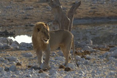 Etoşa parkındaki su birikintisinde yürüyen aslan, namibya.