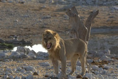 Sabahın köründe gölde aslan.
