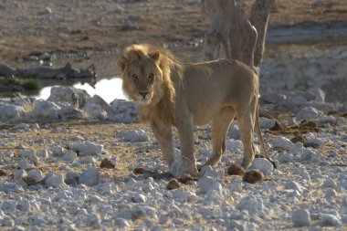 a beautiful shot of a young lion in the middle of the desert