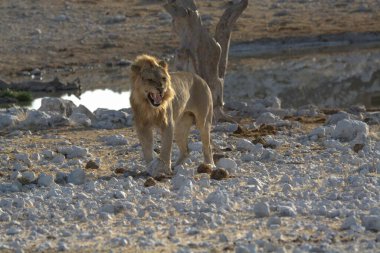 white dog in the desert