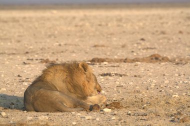 Kumda bir aslan