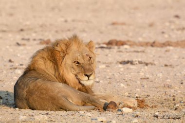 Aslan sahilde dinleniyor.