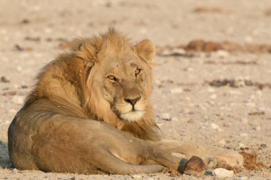 Yerde yatan bir aslan.