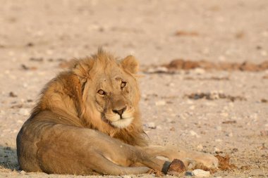 Etoşa parkında aslan, namibya