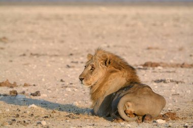 Sahildeki bir aslanın güzel bir fotoğrafı.
