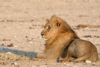 Erkek aslan yerde dinleniyor.