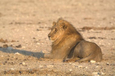Afrika savanındaki aslan.
