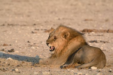 lion on the ground, namibia africa