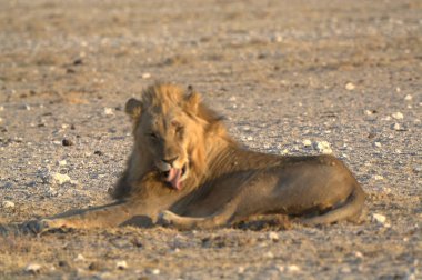 Namibya sahilinde bir aslan