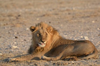 Namibya 'da Etoşa' da aslan