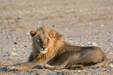 Savannah erkek aslan