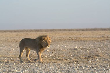 Afrika 'nın bozkırındaki aslan