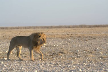 Savanada yürüyen bir aslan