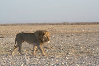 Afrika aslanı (panthera leo )