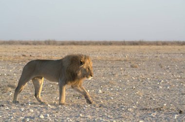 Erkek aslan kuru çimenlerde yürüyor.