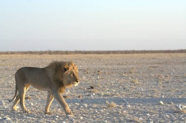 Afrika savanındaki beyaz aslan