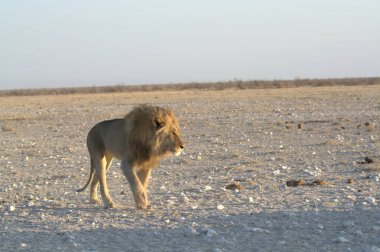 Etoşa Ulusal Parkı, Namibya 'daki Afrika aslanı.