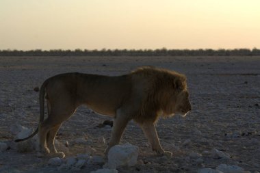 Aslan savana üzerinde
