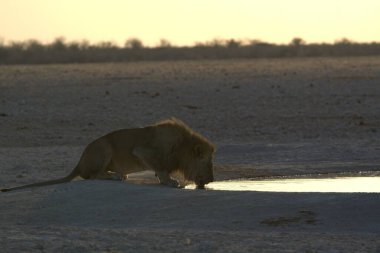Aslan etosha 'da su içiyor.