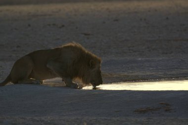 Güneşin altında kumda yürüyen bir aslan.