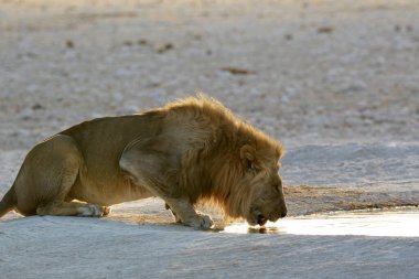 Afrika 'da Namibya aslanı