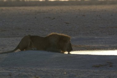 Kenya savanındaki aslan