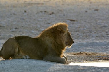 Aslan savanda, Güney Afrika, Kenya