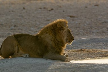 Afrika 'nın bozkırındaki aslan