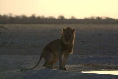 Aslan etkin ulusal park, Namibya