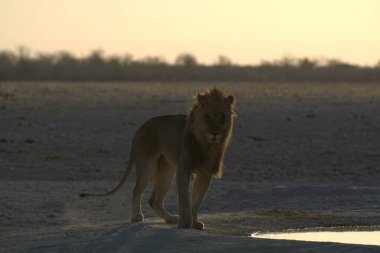 Su birikintisindeki aslan