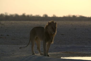 african wildlife, lion in kruger national park, south africa ;