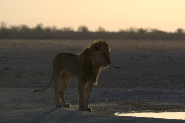 Namibya 'daki güzel aslan