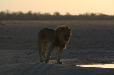 Afrika 'da Namibya aslanı