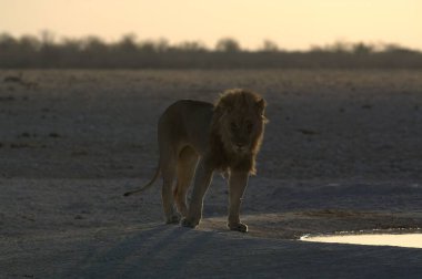 Savananın ortasında, Kenya bozkırında bir aslan.